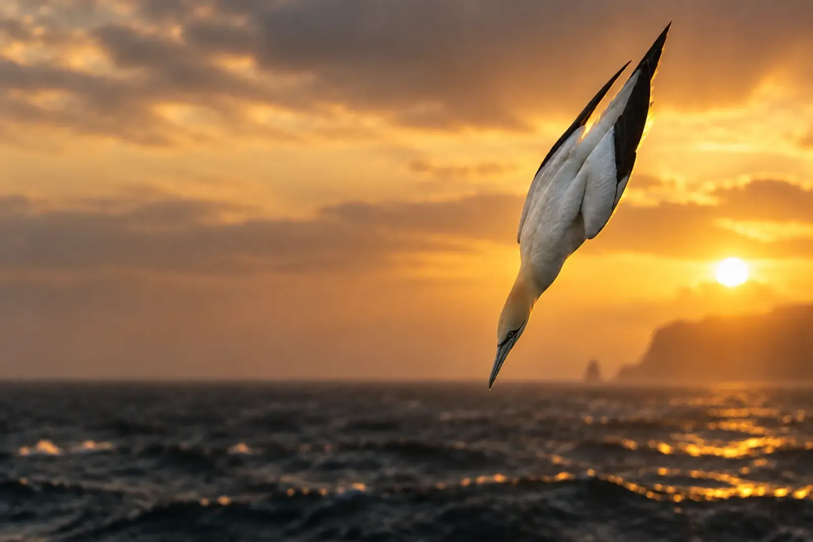 A gannet folded into its plunge dive above a dark sea at sunset